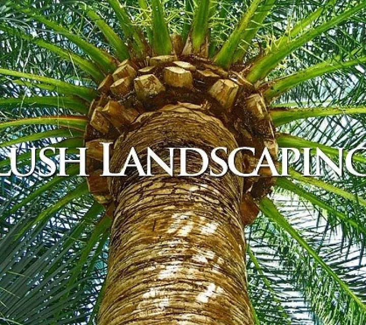 Palm Tree