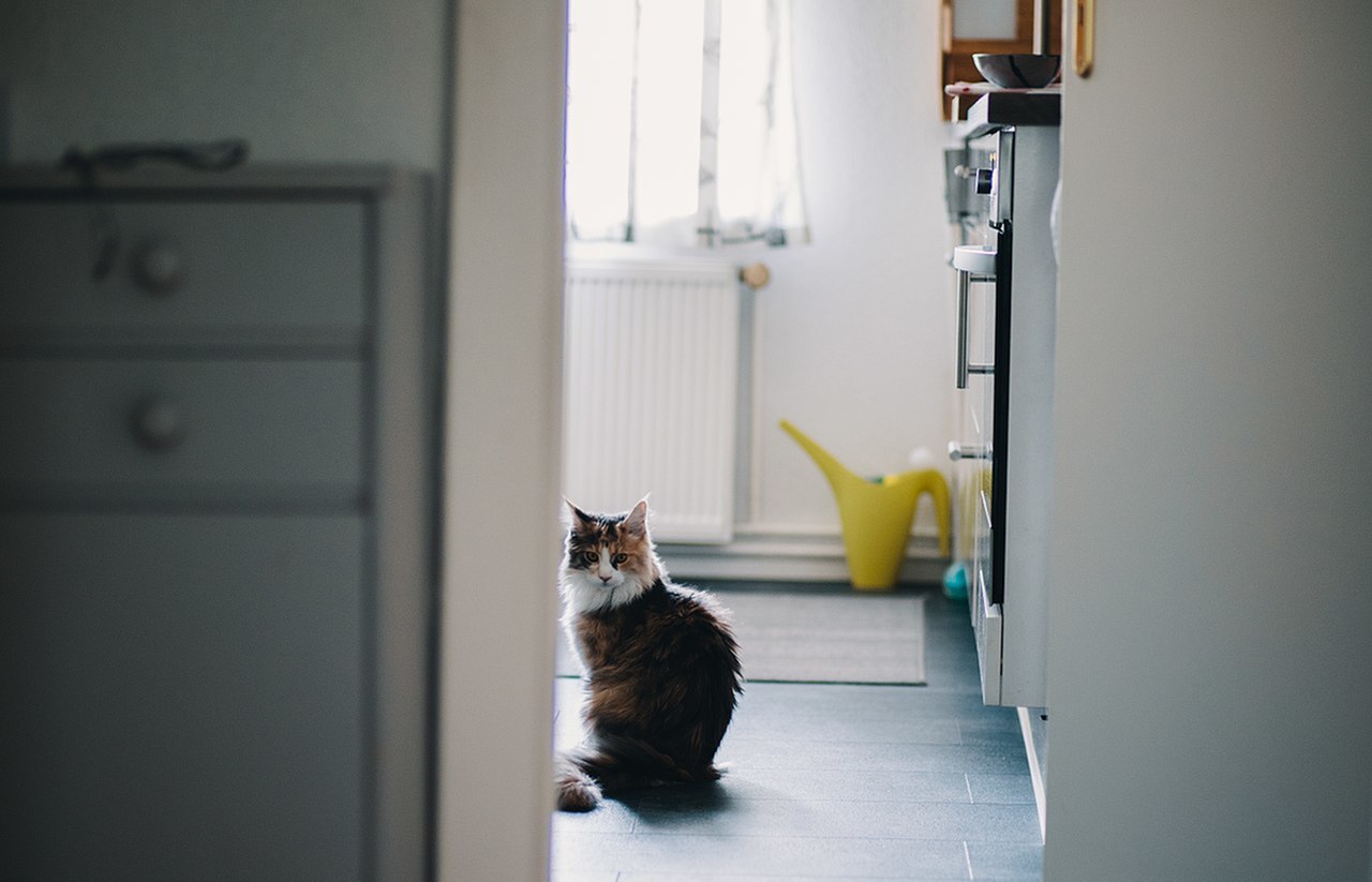 How to Keep Cats off Your Counter Tops