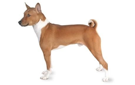 Best Dog Breeds for Apartments-image