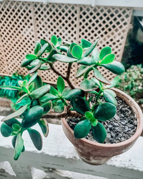 5 Of The Best Houseplants for Apartment Dwellers-image