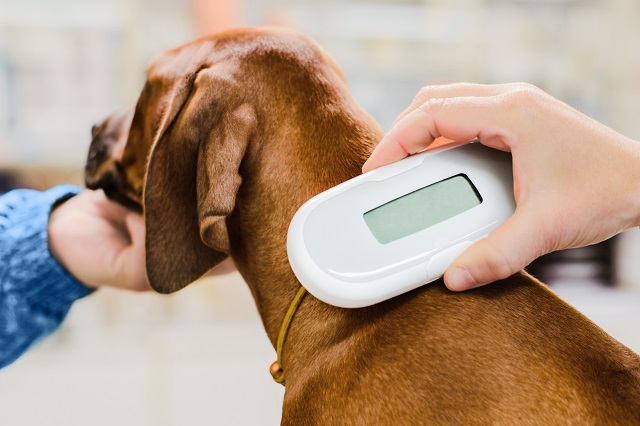 Tips for Keeping Your Pet Safe During Summer-image