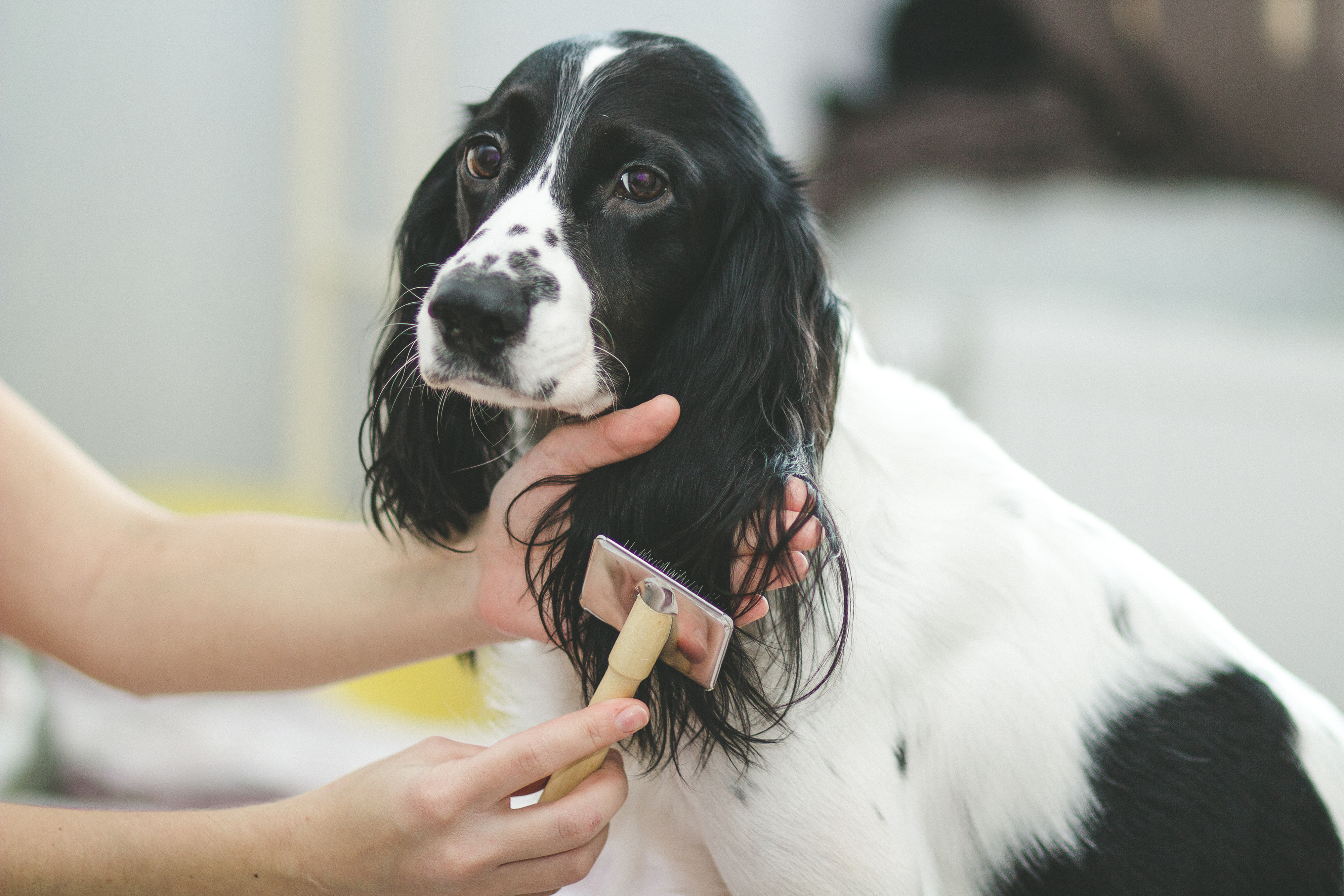 How to Remove Pet Hair from Your Home-image