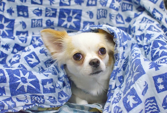 Great Indoor Dog Games for Apartment Living-image