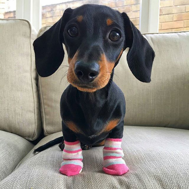 Best Dog Breeds for Your Apartment-image