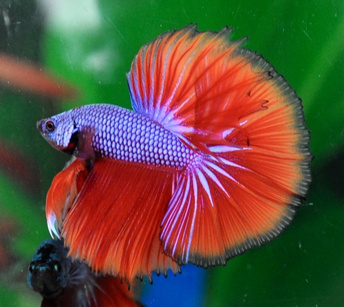 Betta Fish Perfect for Apartment Living-image