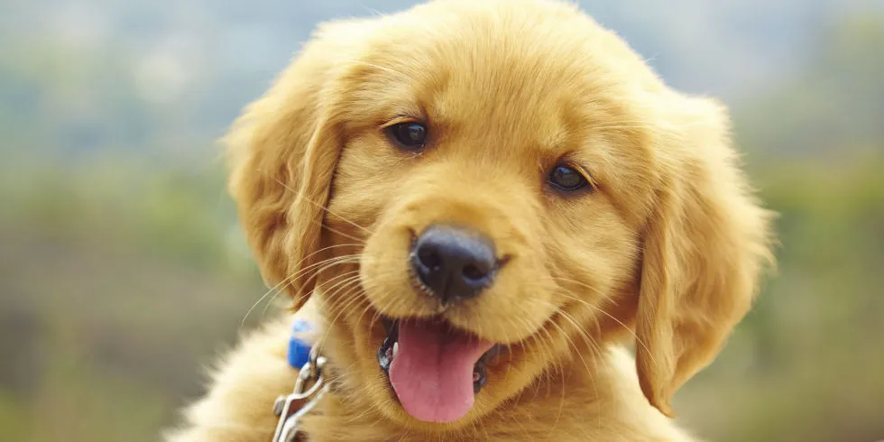 Pets   The Lease-image