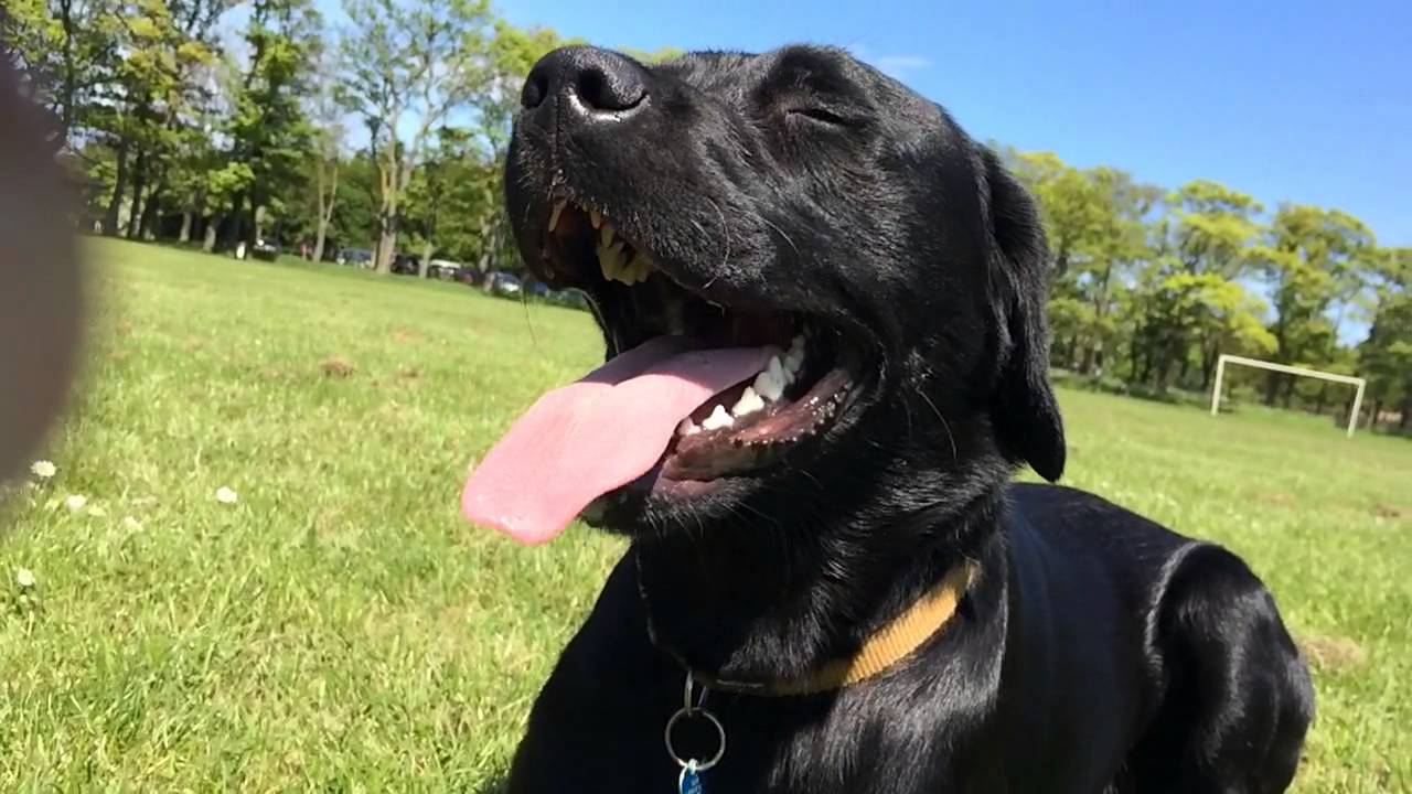 Keep Your Pets Cool This Summer-image