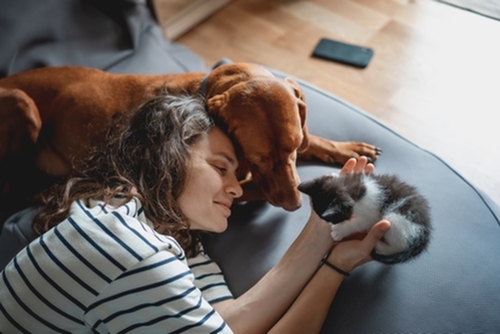 City Living in an Apartment with a Pet-image