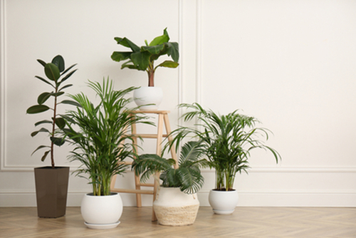 Elevate Your Space with Apartment-Friendly Indoor Plants-image