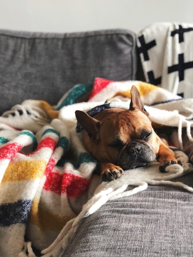 Healthy Feeding Habits for Your Furry Friends-image