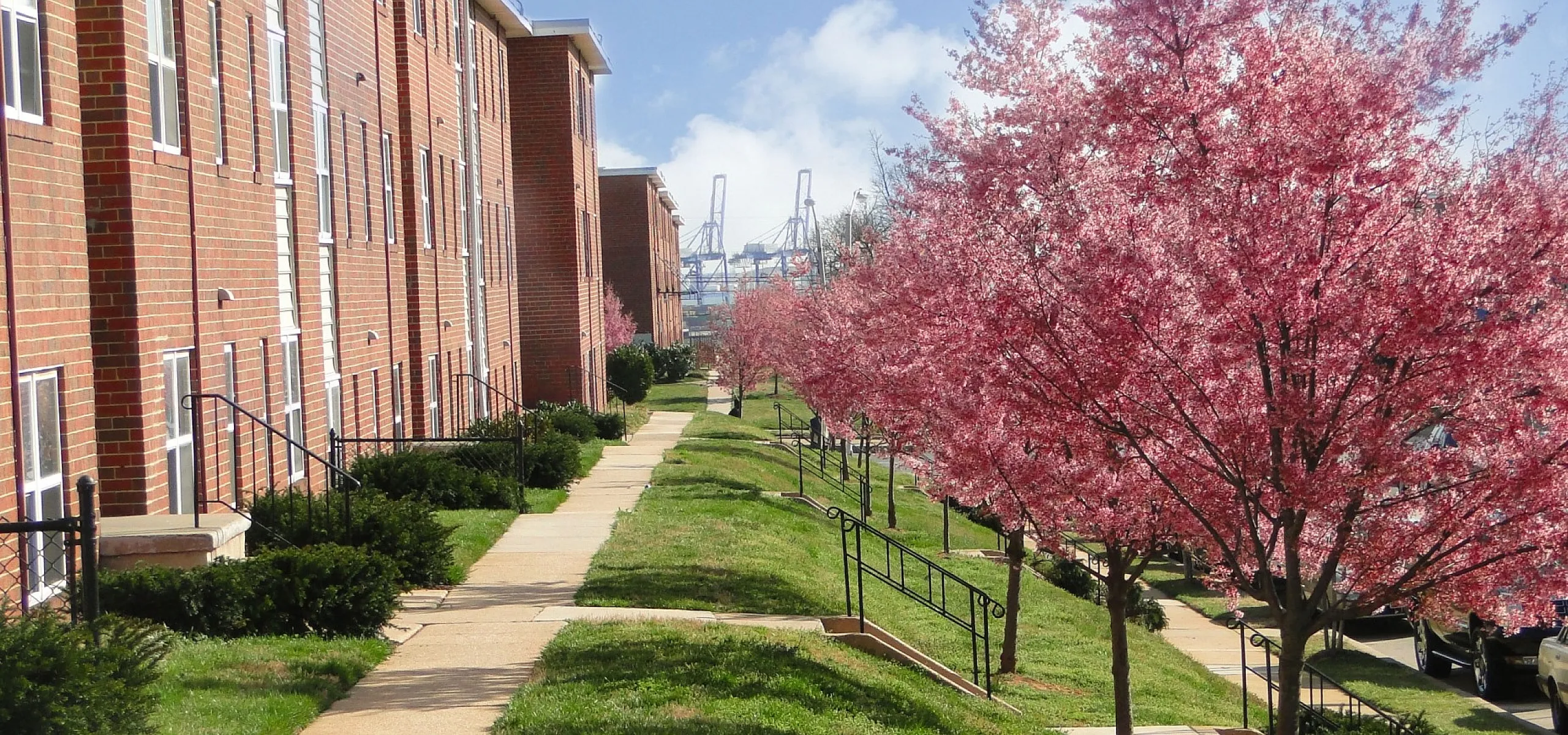 Charming brick apartment complex with vibrant cherry blossoms lining a sunny walkway, offering a picturesque and serene environment.
