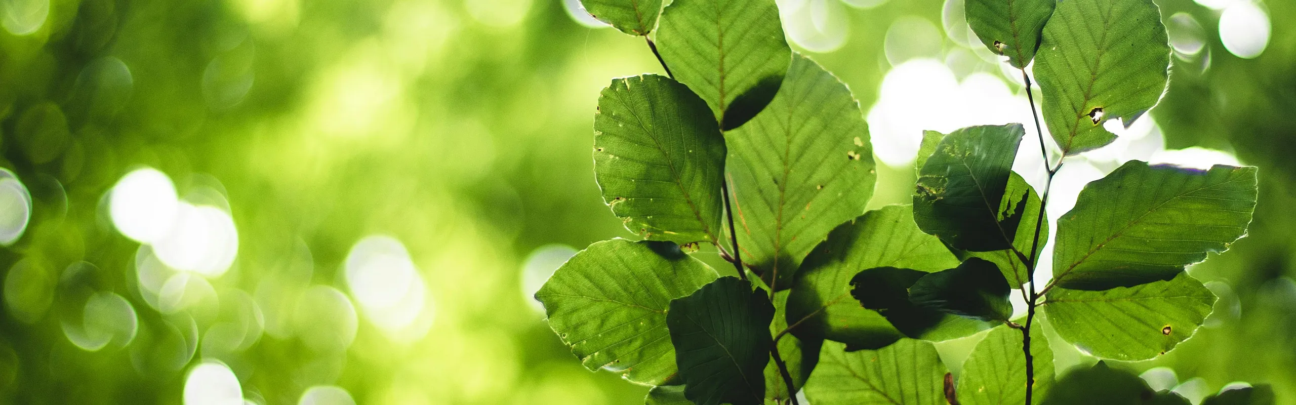 Vibrant green leaves illuminated by sunlight, with a soft-focus background creating a serene, natural ambiance.