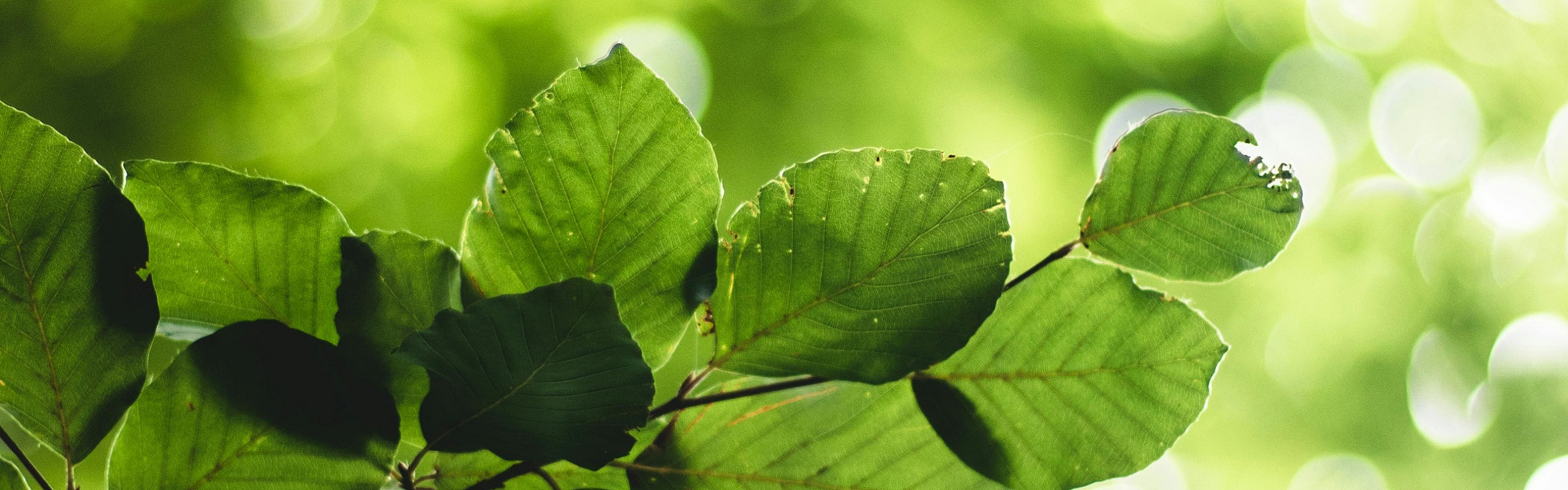 Vibrant green leaves illuminated by soft sunlight against a dreamy bokeh background, embodying a serene natural setting.