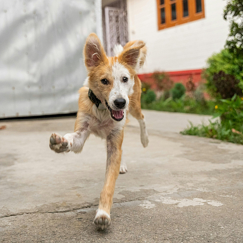 Energetic dog joyfully running on a garden path by a charming house with vibrant greenery.