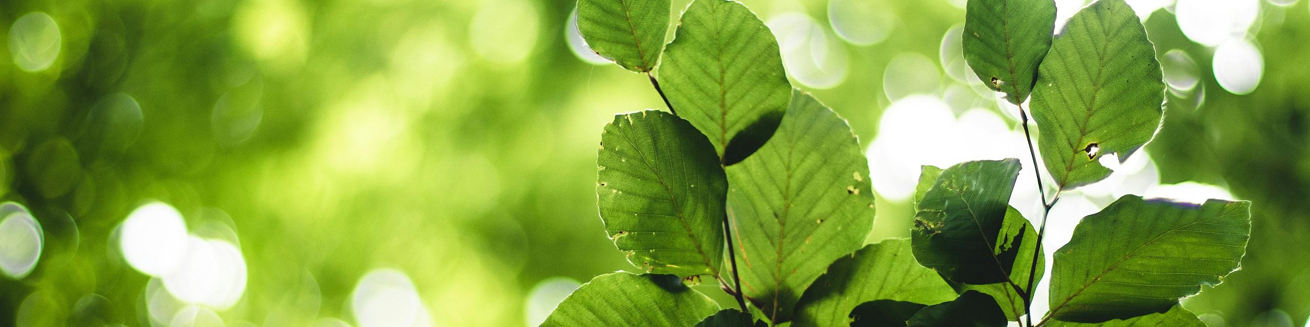 Lush green leaves with sunlight filtering through, creating a serene and refreshing natural ambiance.