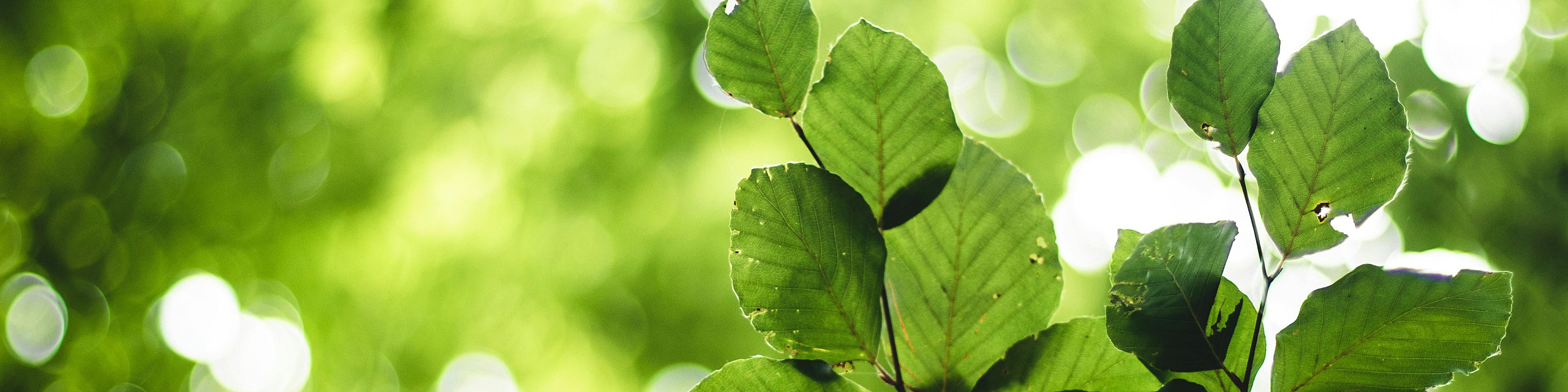 Vibrant green leaves against a soft-focus background of lush foliage, creating a serene and natural ambiance.