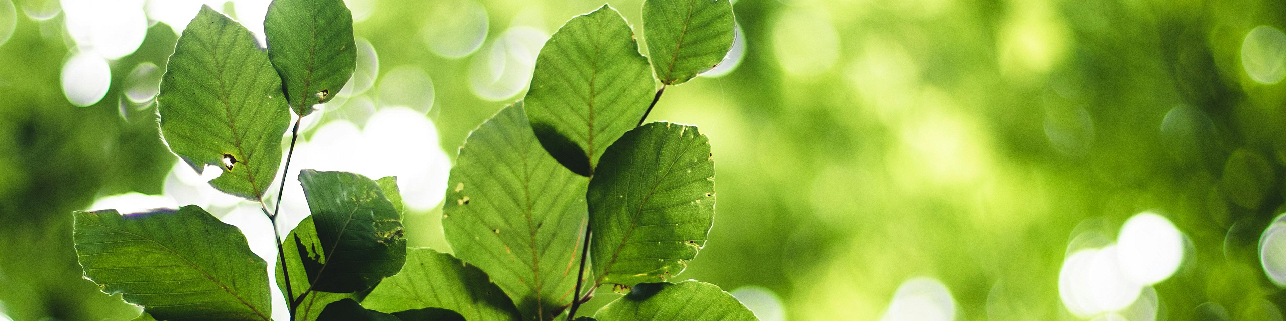 Vibrant green leaves basking in sunlight with a dreamy, blurred background, showcasing nature's tranquility.