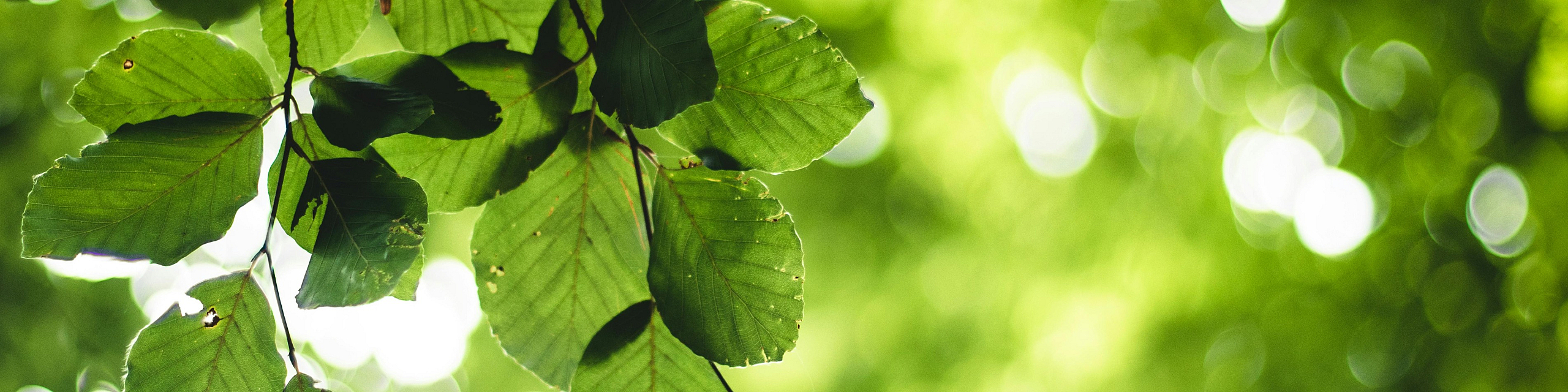 Serene close-up of vibrant green leaves against a soft, blurred nature backdrop.