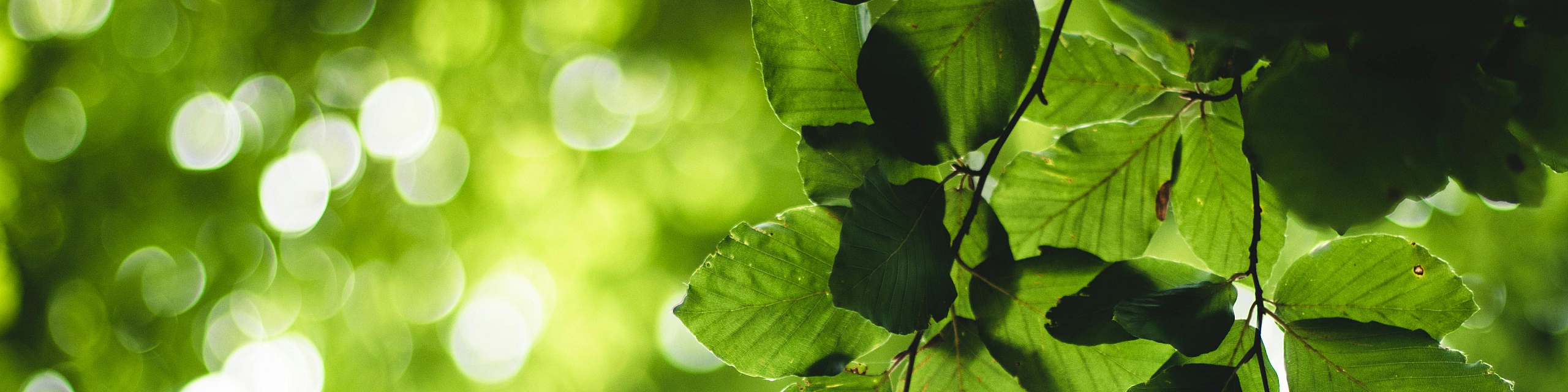 Vibrant green foliage basking in sunlight, creating a serene and natural ambiance.