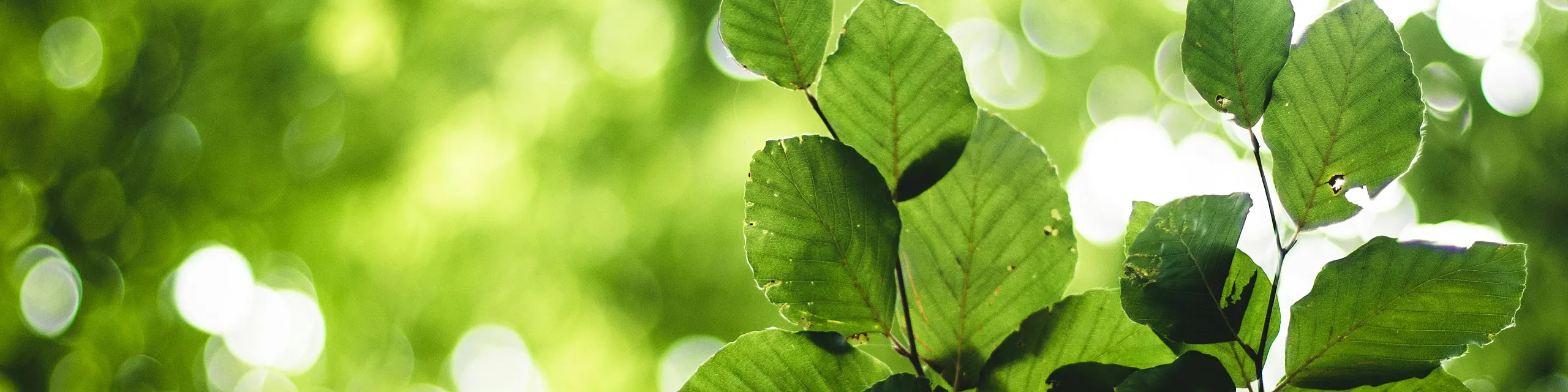 Lush green leaves with a vibrant bokeh background, creating a serene and refreshing natural view.