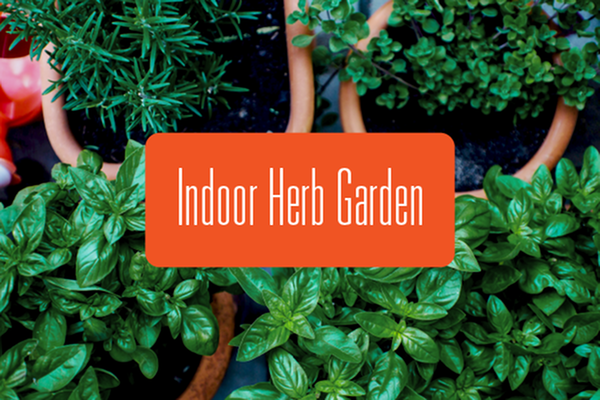 Growing Herbs Indoors over Winter-image