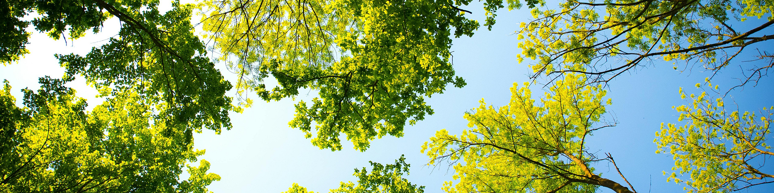 Vibrant view of lush green tree canopies against a brilliant blue sky, capturing a serene nature setting.