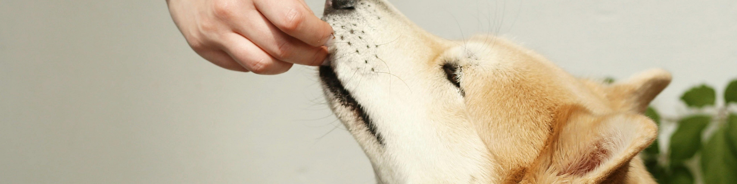 Charming scene of a fluffy dog enjoying a treat from a hand against a simple backdrop with greenery.