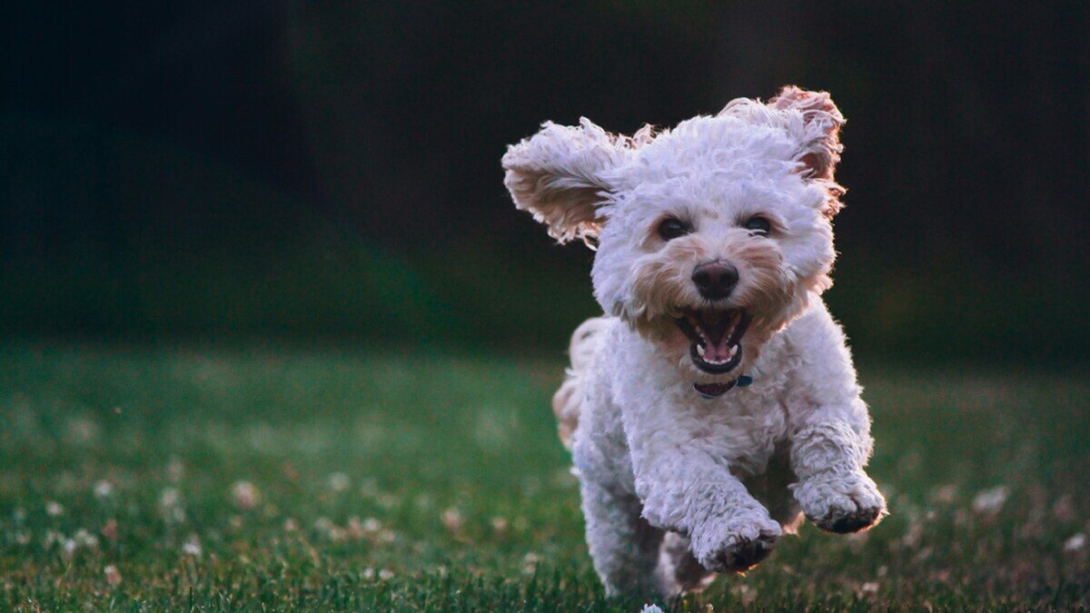 Best Dog-Friendly Parks in Redmond, WA-image