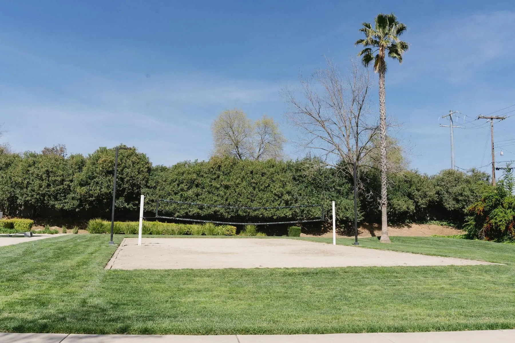Scenic outdoor Phoenix Sacramento sand volleyball court surrounded by lush greenery and a tall palm tree under a clear blue sky.