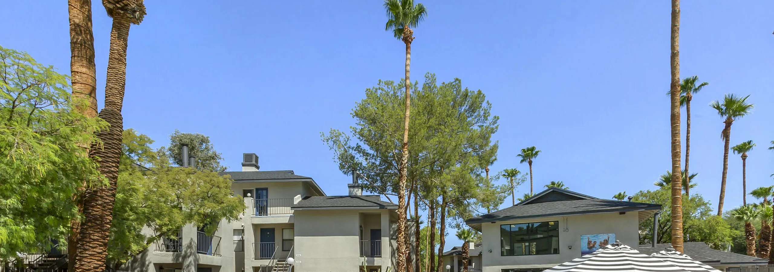 Resort-style pool with sun loungers and palm trees at 255 North apartments near Downtown Tucson, AZ