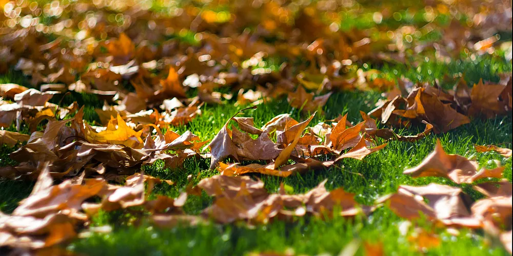 Fall Leaves
