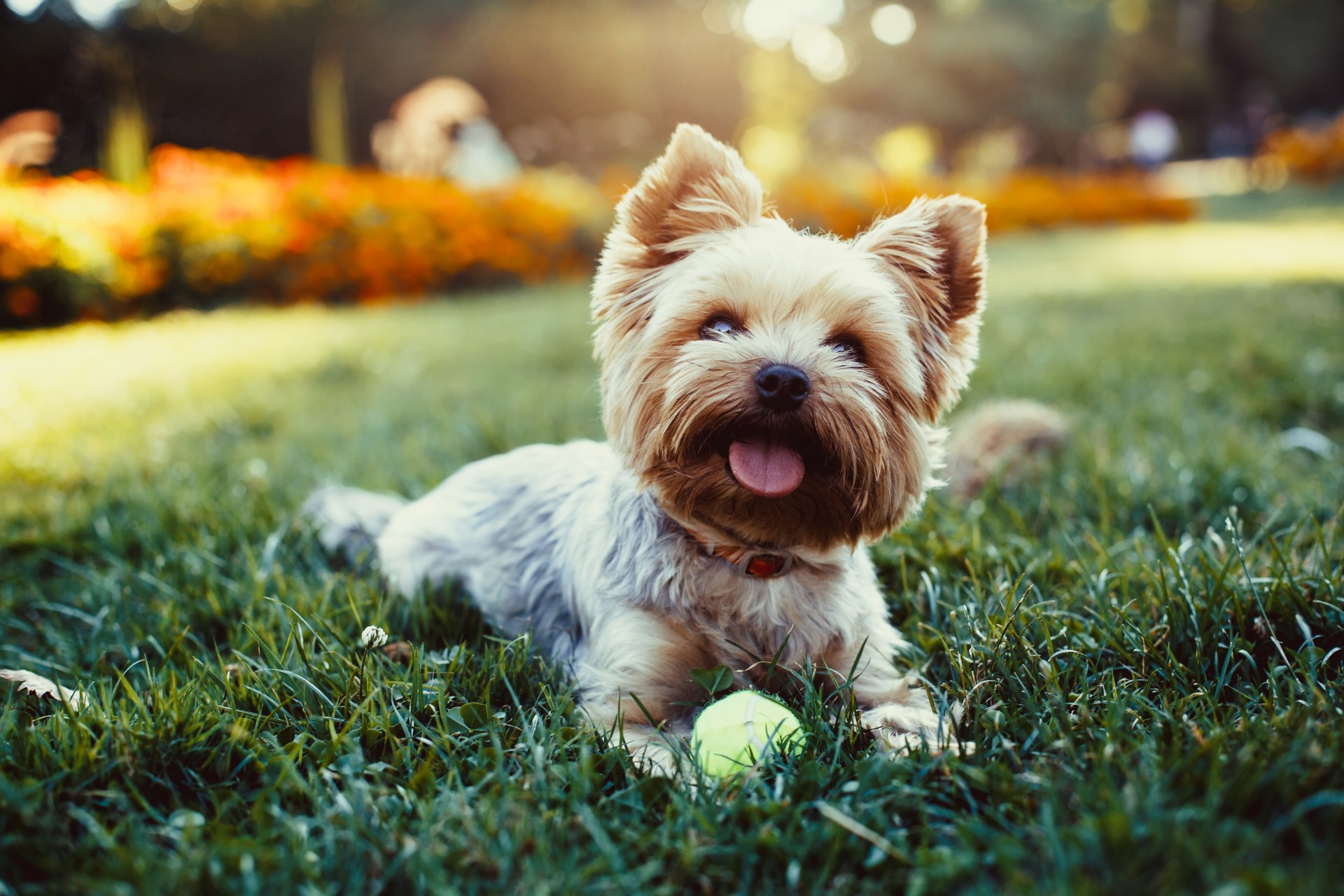 happy dog laying in grass