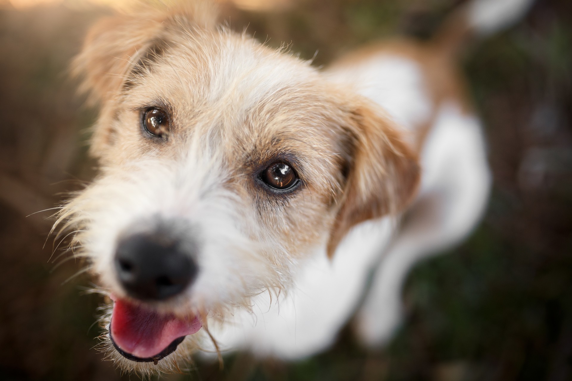 Happy dog