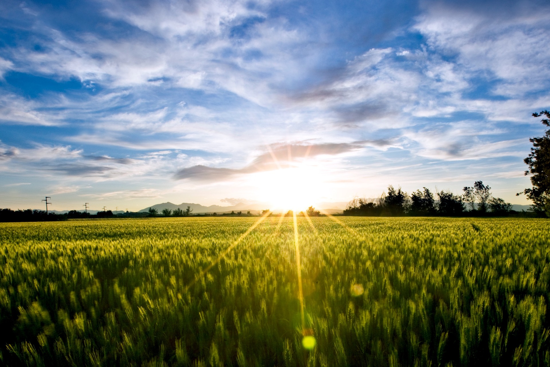 field