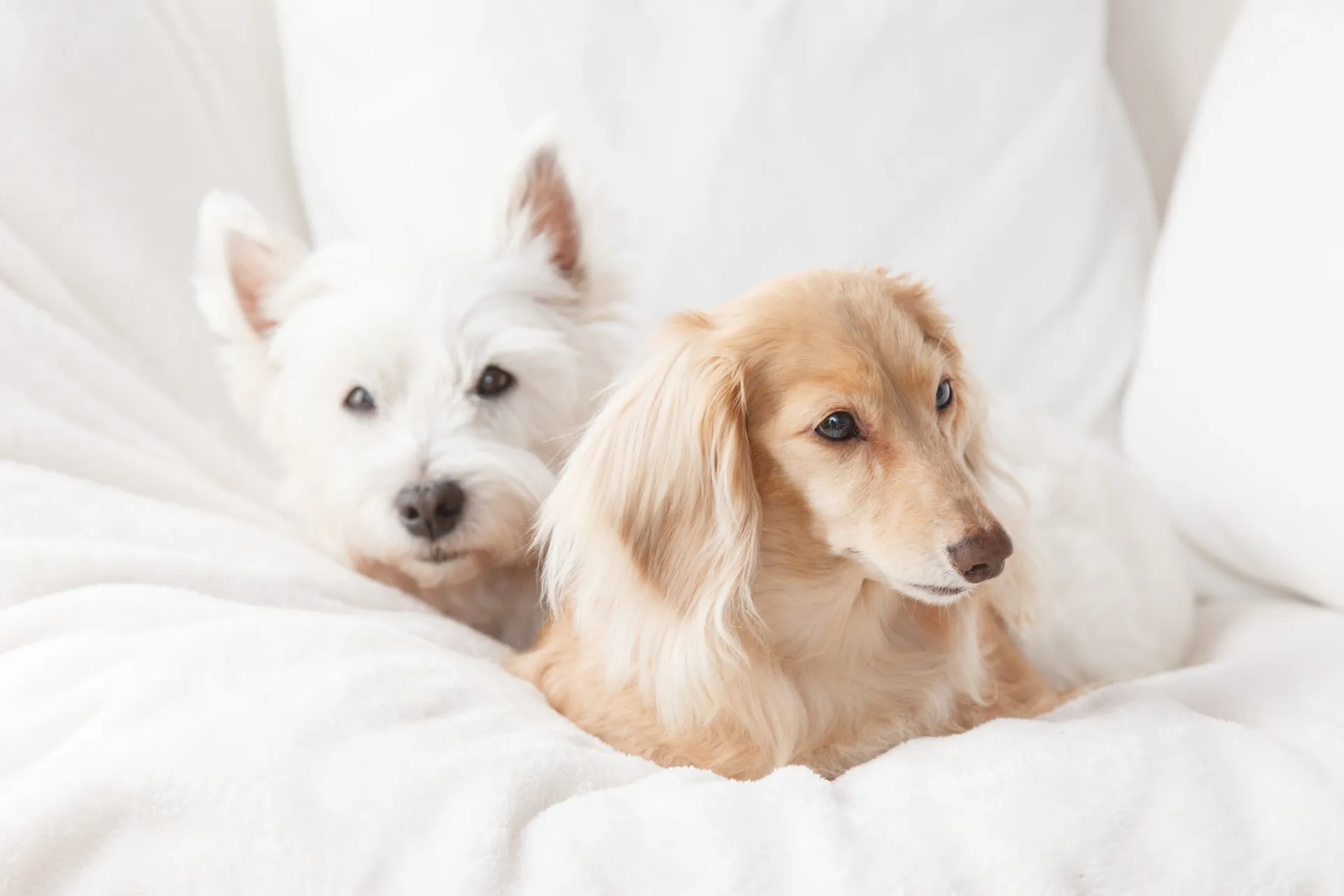 dogs