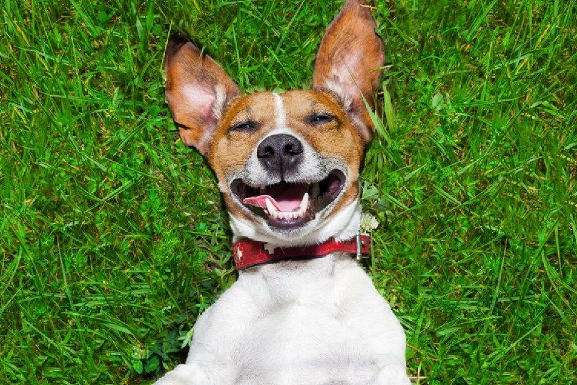 dog laying in grass