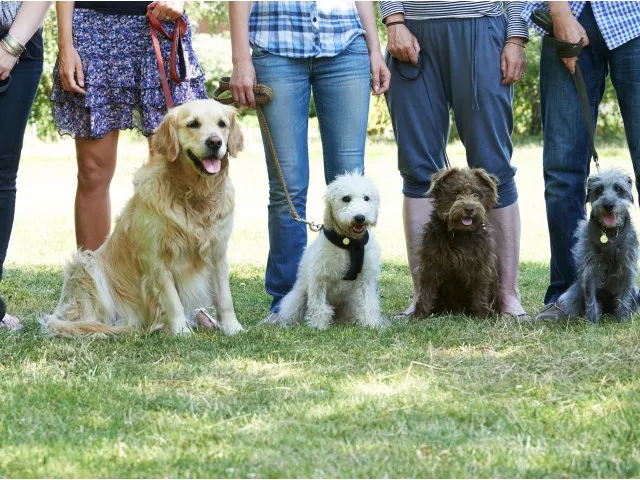 Image of Pet Friendly for The Social West®