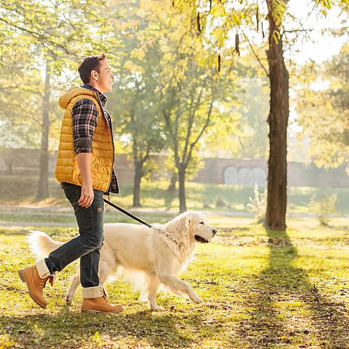 Man in a stylish yellow vest walking a golden retriever in a sunlit park, surrounded by autumn trees.