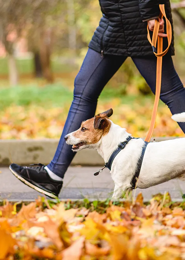 Person walking a Jack Russell Terrier on a leash through a scenic park with colorful autumn leaves.