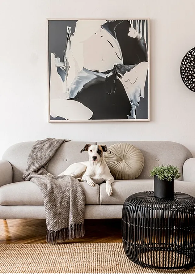 renew wallingford pet friendly apartments
