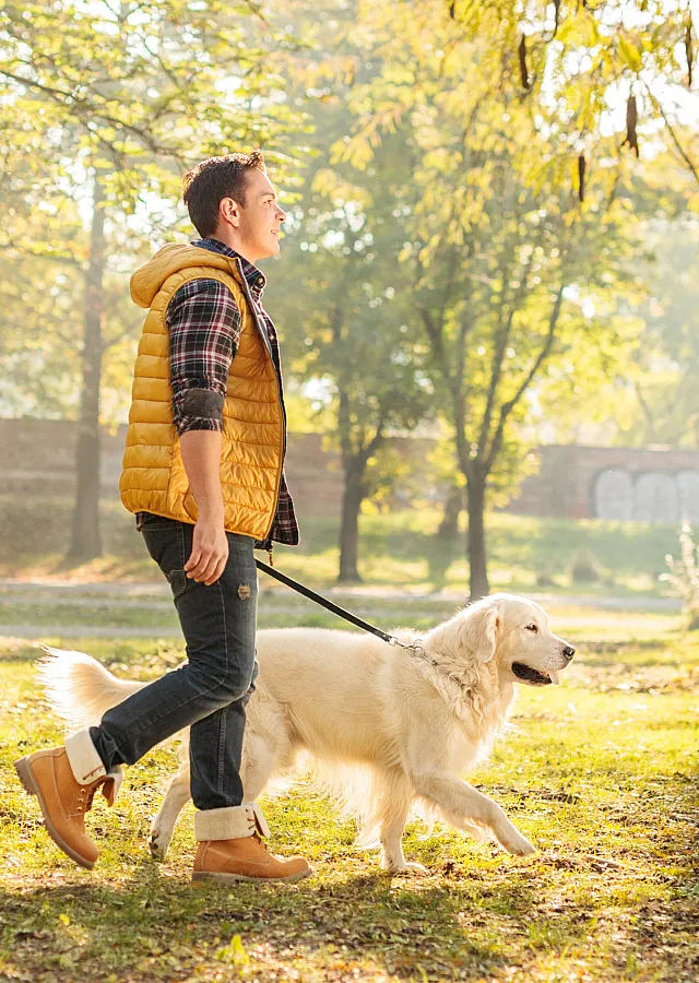 Man in a sunny park walking a Golden Retriever, showcasing a vibrant outdoor lifestyle.