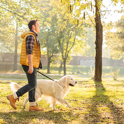 Man enjoying a sunny day walking a golden retriever in a vibrant park setting.