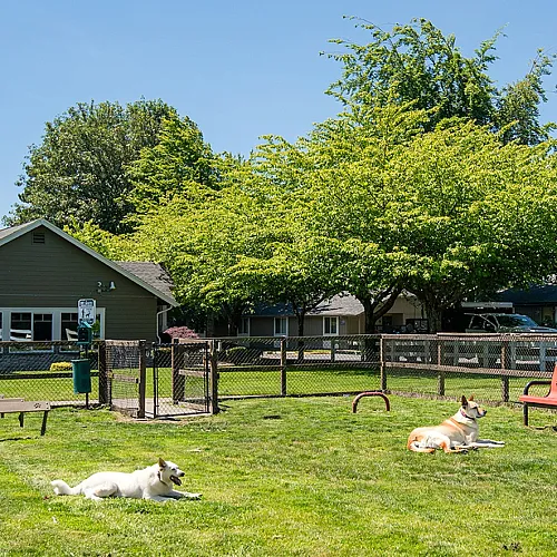 Charming residential area with a spacious, fenced dog park featuring lounging dogs under clear blue skies and lush greenery.