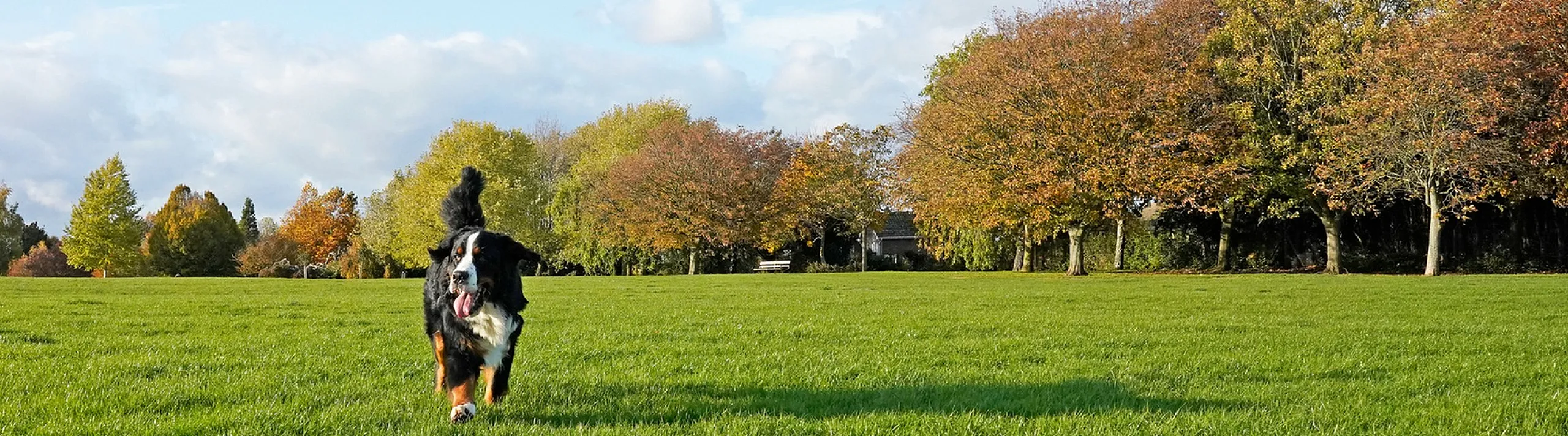 Vibrant park scene with a joyful dog running on lush green grass, surrounded by colorful autumn trees under a clear blue sky.