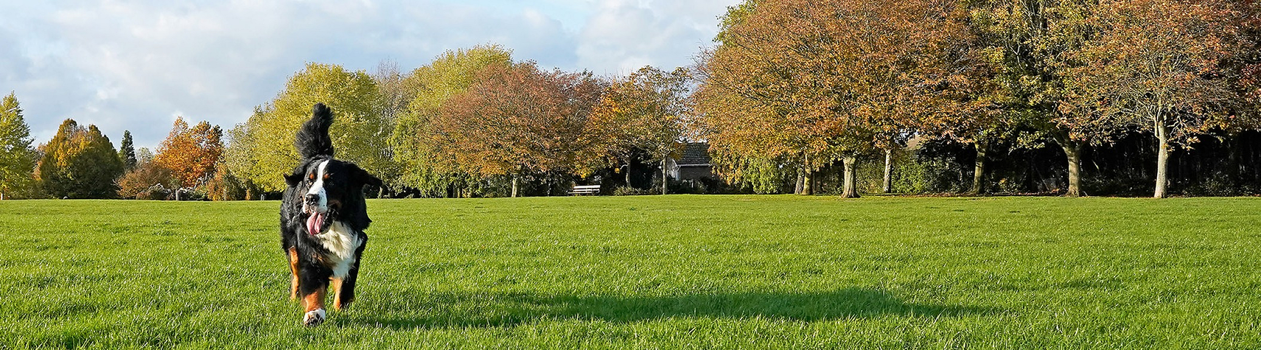 Vibrant green park under clear blue skies, featuring a cheerful dog running freely near a line of autumn-touched trees.