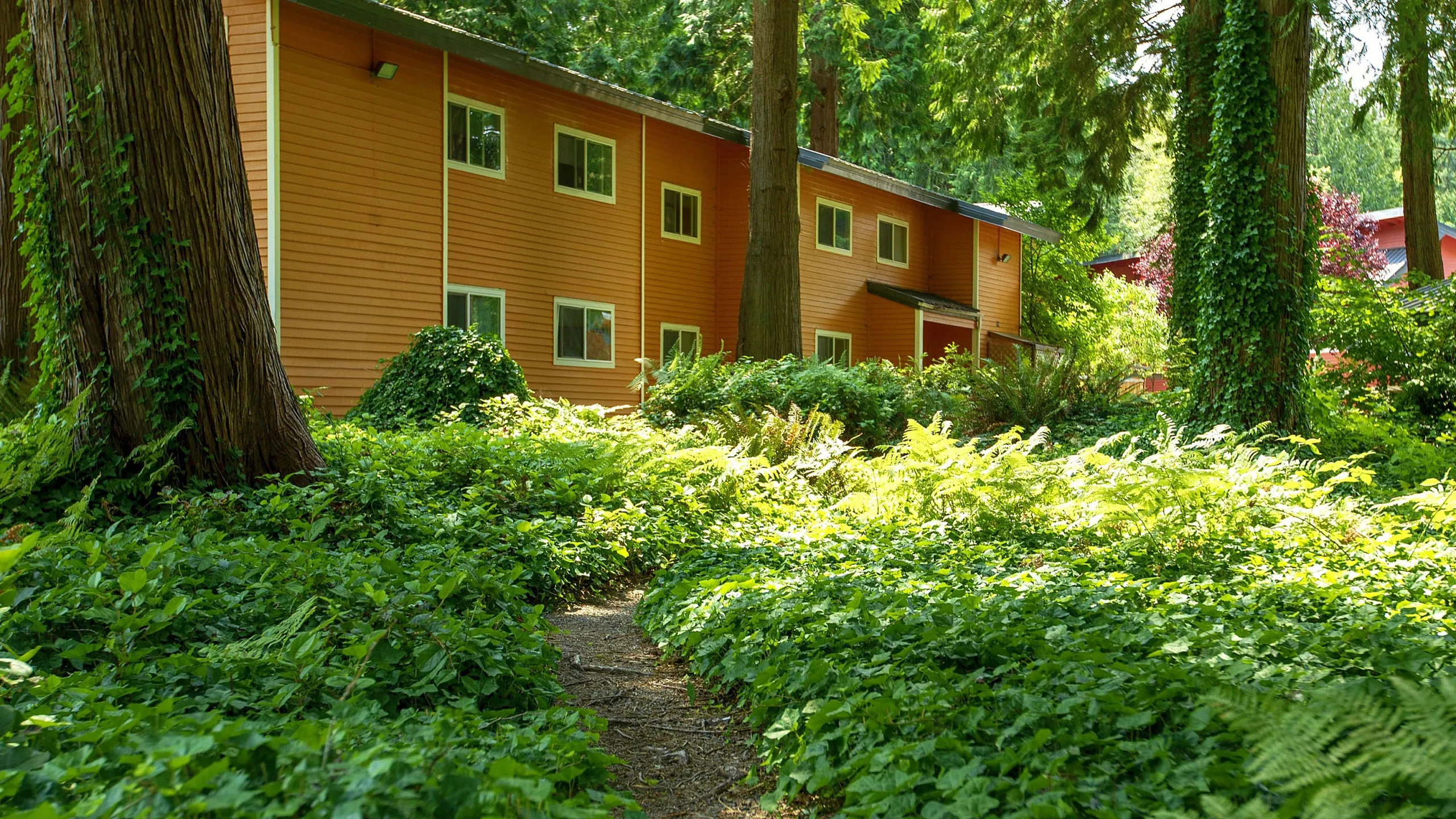 ReNew Evergreen - Forested Pathway