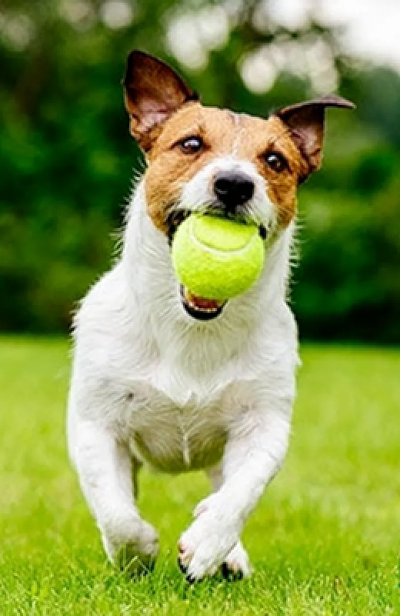 dog