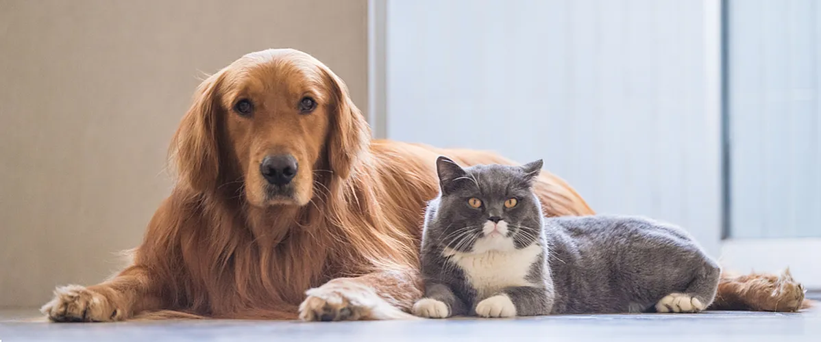 Pet Friendly Community
