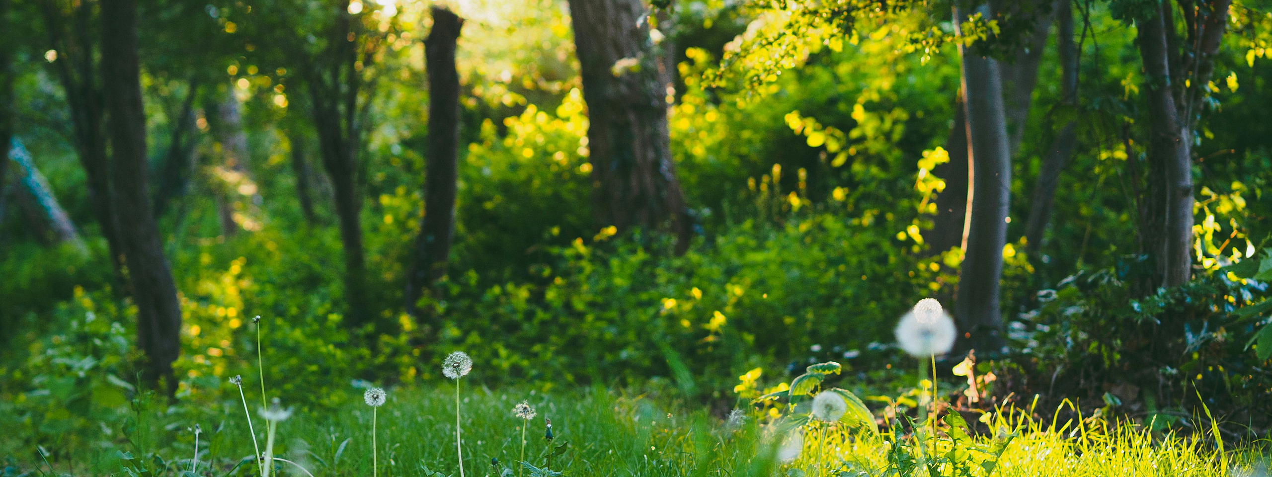 nature