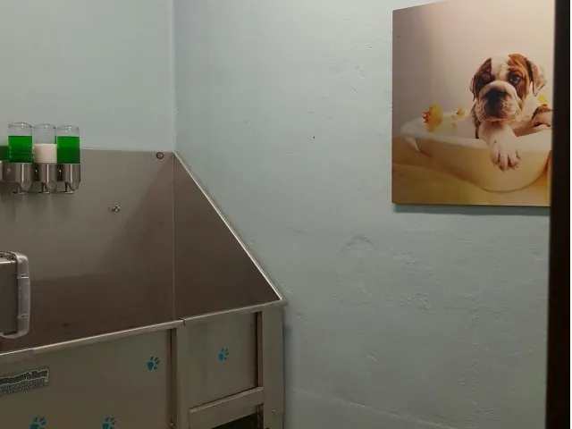 Image of Dog Spa/Bath Area for The Junction